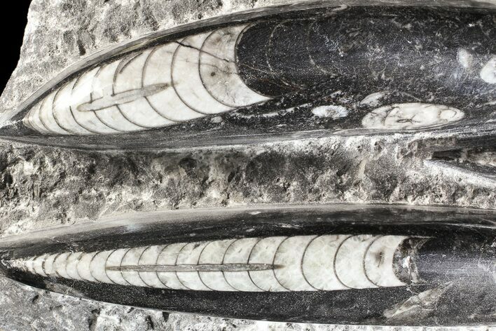Polished Orthoceras (Cephalopod) Plate - #74317